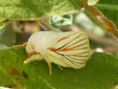 Grammodora nigrolineata