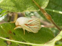 Grammodora nigrolineata