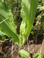 Eucomis