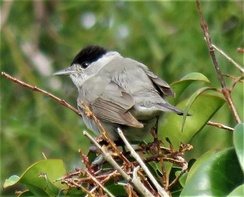 Eastern Blackcap (Subspecies Sylvia atricapilla dammholzi) · iNaturalist