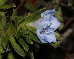 Lobostemon argenteus