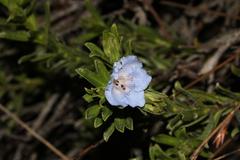 Lobostemon argenteus