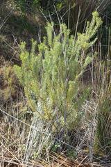 Leucadendron galpinii