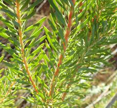 Leucadendron galpinii