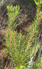 Leucadendron galpinii