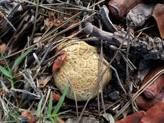 Scleroderma flavidum