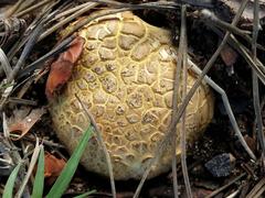 Scleroderma flavidum