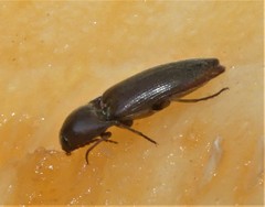 Diplostethus