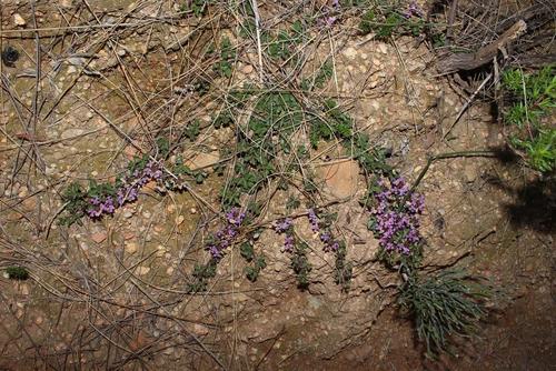 Image of Dolichos decumbens by (c) Brian du Preez, some rights reserved (CC BY-SA)