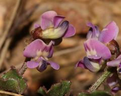 Dolichos decumbens