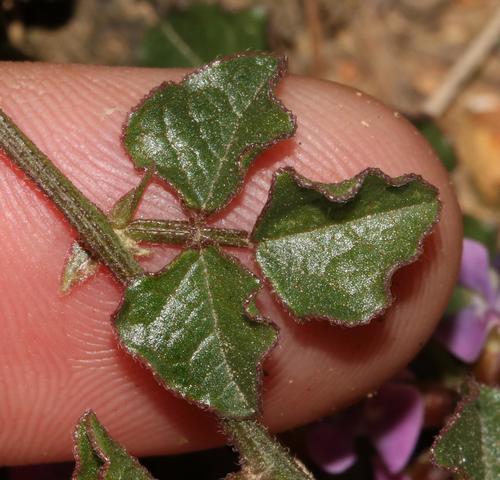 Image of Dolichos decumbens by (c) Brian du Preez, some rights reserved (CC BY-SA)