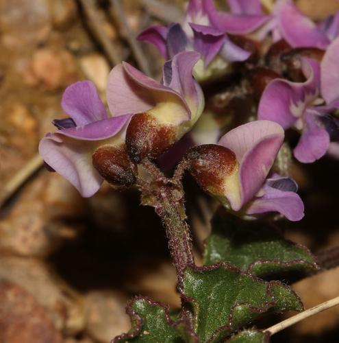 Image of Dolichos decumbens by (c) Brian du Preez, some rights reserved (CC BY-SA)