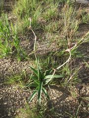 Cyanotis speciosa