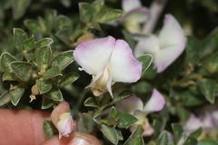 Podalyria myrtillifolia