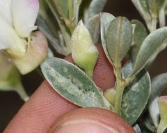 Podalyria myrtillifolia