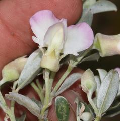 Podalyria myrtillifolia
