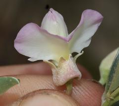 Podalyria myrtillifolia