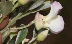 Podalyria myrtillifolia