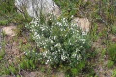 Podalyria myrtillifolia
