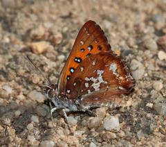 Aloeides thyra thyra