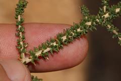 Aspalathus divaricata divaricata