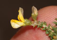 Aspalathus divaricata divaricata