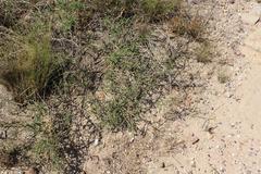 Aspalathus divaricata divaricata