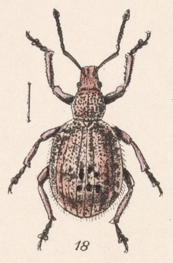 Thricolepis