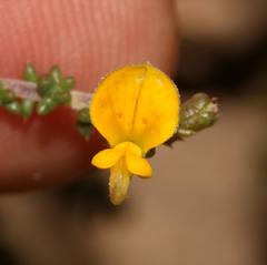 Aspalathus divaricata divaricata