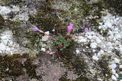 Oxalis commutata commutata