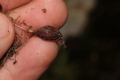 Oxalis commutata commutata