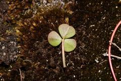 Oxalis commutata commutata