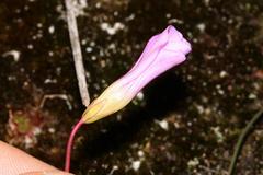 Oxalis commutata commutata