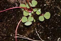 Oxalis commutata commutata
