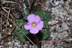 Oxalis commutata commutata