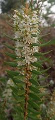 Agathosma ovata