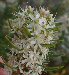 Agathosma ovata