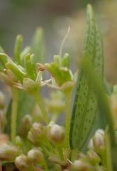 Agathosma ovata
