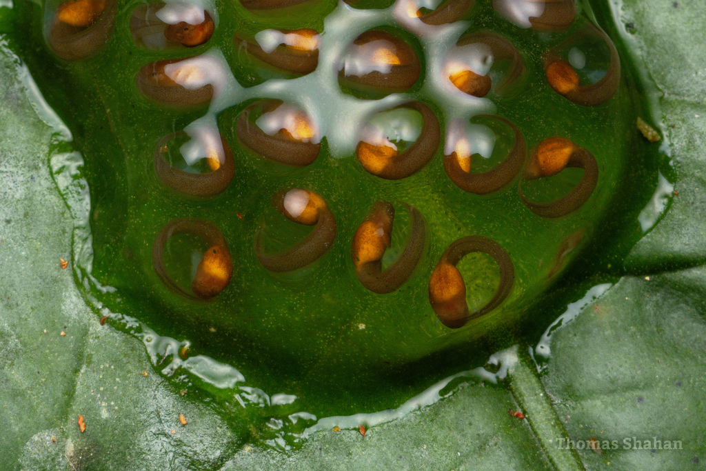 Glass Frogs from Pueblo Rico, Risaralda, Colombia on August 3, 2023 at 0136 PM by Thomas Shahan