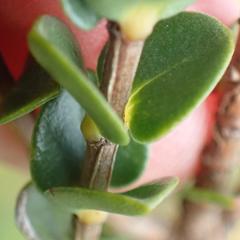 Penaea cneorum cneorum