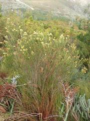 Penaea cneorum cneorum