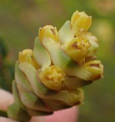 Penaea cneorum cneorum