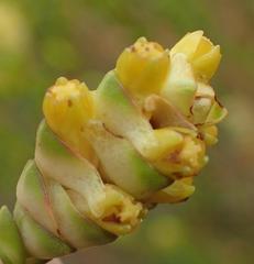 Penaea cneorum cneorum