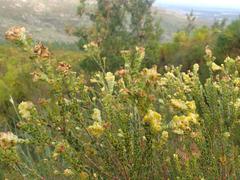 Penaea cneorum cneorum