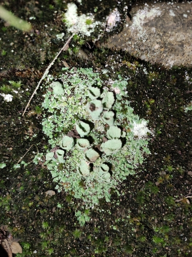 dutohlávka riasnatá (Cladonia fimbriata)