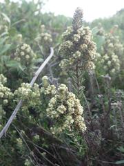 Phylica axillaris maritima