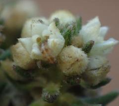 Phylica axillaris maritima