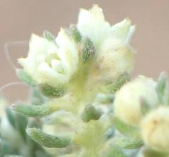 Phylica axillaris maritima