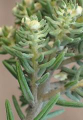 Phylica axillaris maritima