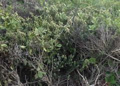 Phylica axillaris maritima